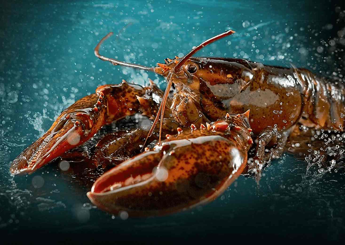 波斯顿龙虾(时价)